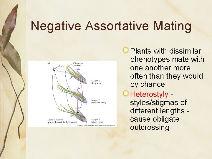 Negative Assortative Mating Plants with dissimilar phenotypes mate with one another more often than Negative Assortative Mating Plants with dissimilar phenotypes mate with one another more often than