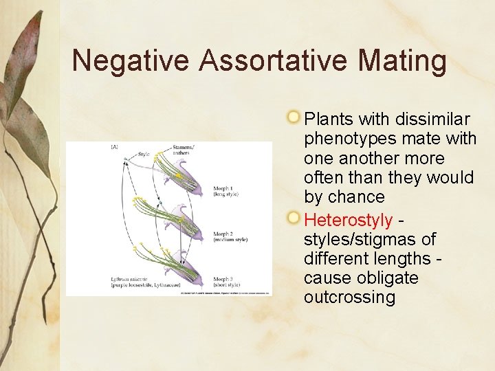 Negative Assortative Mating Plants with dissimilar phenotypes mate with one another more often than