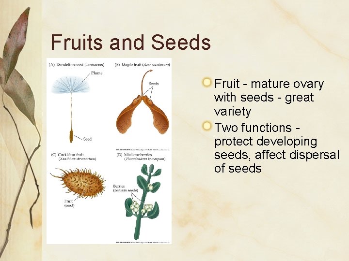 Fruits and Seeds Fruit - mature ovary with seeds - great variety Two functions