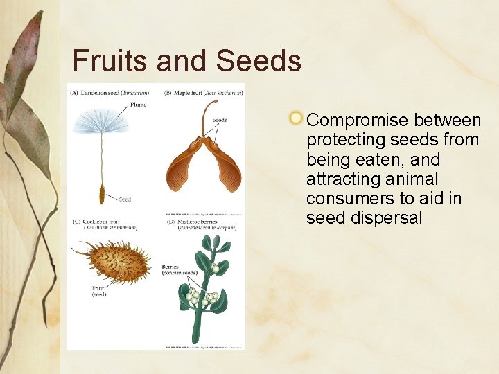 Fruits and Seeds Compromise between protecting seeds from being eaten, and attracting animal consumers Fruits and Seeds Compromise between protecting seeds from being eaten, and attracting animal consumers