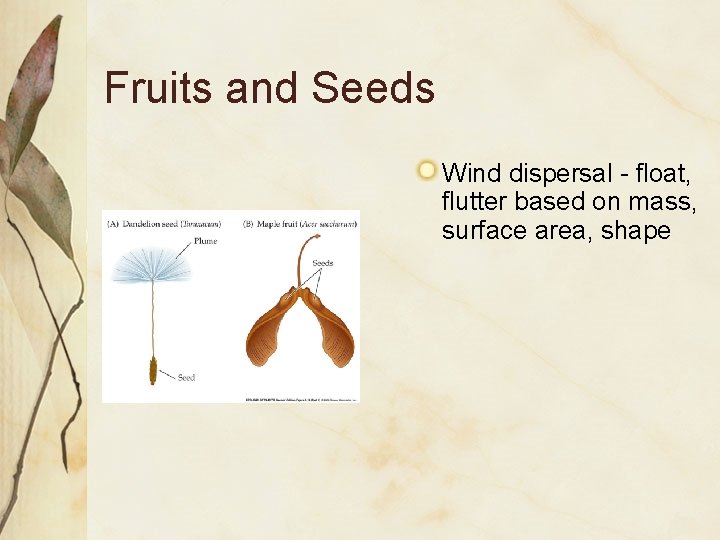 Fruits and Seeds Wind dispersal - float, flutter based on mass, surface area, shape Fruits and Seeds Wind dispersal - float, flutter based on mass, surface area, shape