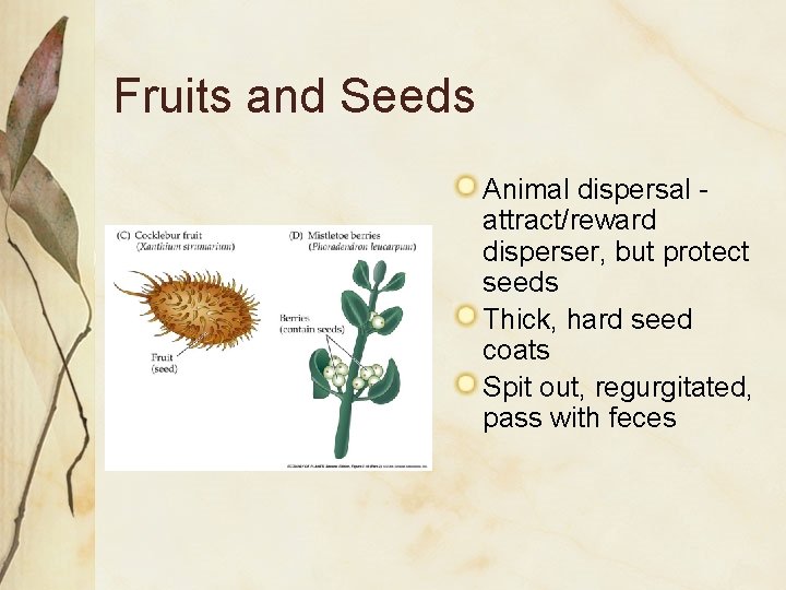 Fruits and Seeds Animal dispersal attract/reward disperser, but protect seeds Thick, hard seed coats Fruits and Seeds Animal dispersal attract/reward disperser, but protect seeds Thick, hard seed coats