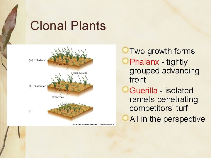 Clonal Plants Two growth forms Phalanx - tightly grouped advancing front Guerilla - isolated