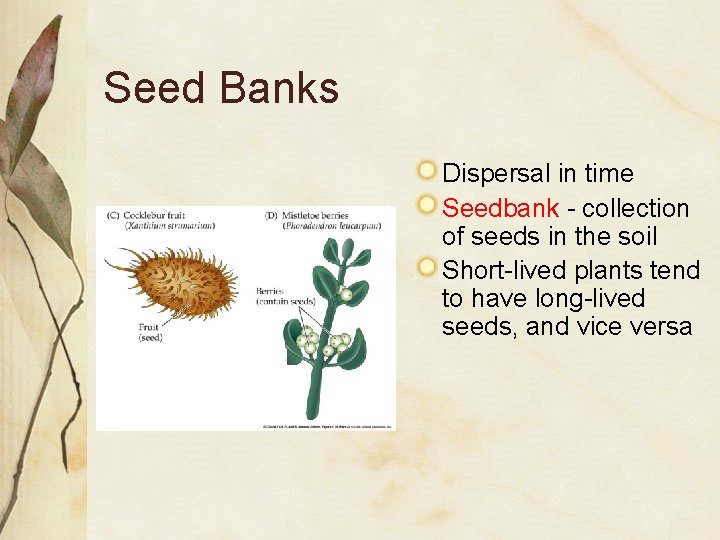 Seed Banks Dispersal in time Seedbank - collection of seeds in the soil Short-lived Seed Banks Dispersal in time Seedbank - collection of seeds in the soil Short-lived
