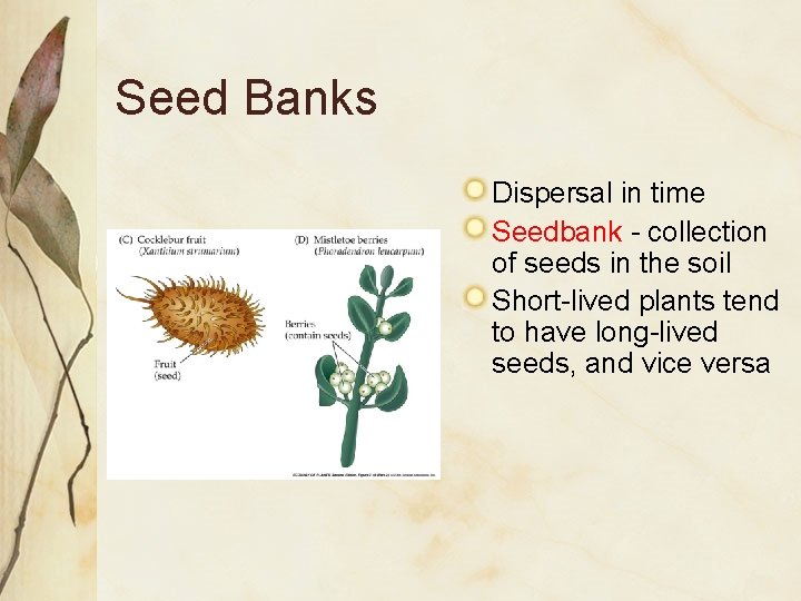 Seed Banks Dispersal in time Seedbank - collection of seeds in the soil Short-lived