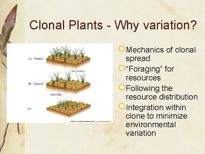 Clonal Plants - Why variation? Mechanics of clonal spread “Foraging” for resources Following the Clonal Plants - Why variation? Mechanics of clonal spread “Foraging” for resources Following the