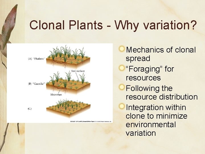 Clonal Plants - Why variation? Mechanics of clonal spread “Foraging” for resources Following the