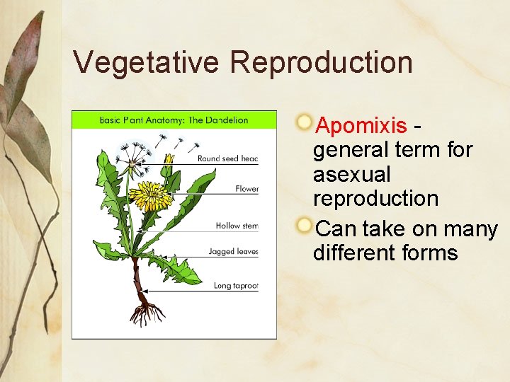Vegetative Reproduction Apomixis general term for asexual reproduction Can take on many different forms