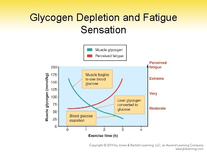 Glycogen Depletion and Fatigue Sensation 