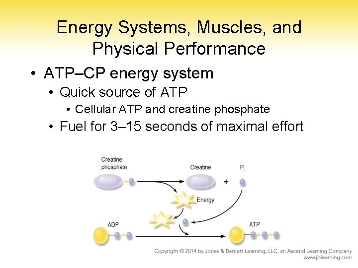 Energy Systems, Muscles, and Physical Performance • ATP–CP energy system • Quick source of