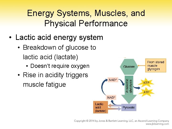 Energy Systems, Muscles, and Physical Performance • Lactic acid energy system • Breakdown of