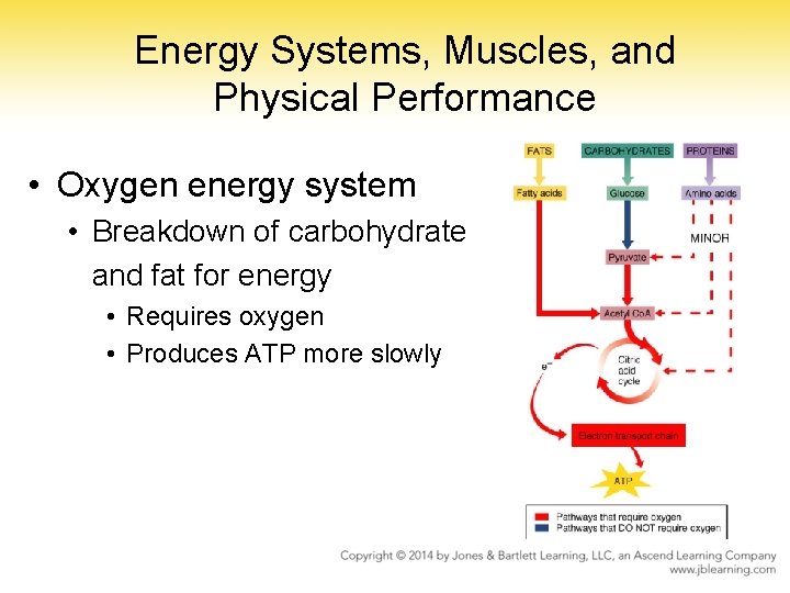 Energy Systems, Muscles, and Physical Performance • Oxygen energy system • Breakdown of carbohydrate