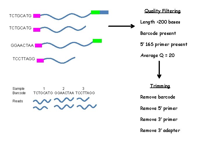 Quality Filtering TCTGCATG Length >200 bases TCTGCATG Barcode present 5’ 16 S primer present Quality Filtering TCTGCATG Length >200 bases TCTGCATG Barcode present 5’ 16 S primer present