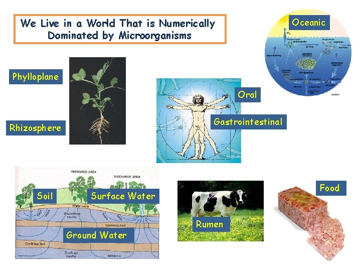 We Live in a World That is Numerically Dominated by Microorganisms Oceanic Phylloplane Oral We Live in a World That is Numerically Dominated by Microorganisms Oceanic Phylloplane Oral
