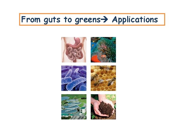 From guts to greens Applications From guts to greens Applications