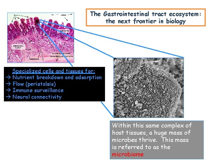 The Gastrointestinal tract ecosystem: the next frontier in biology Specialized cells and tissues for: The Gastrointestinal tract ecosystem: the next frontier in biology Specialized cells and tissues for: