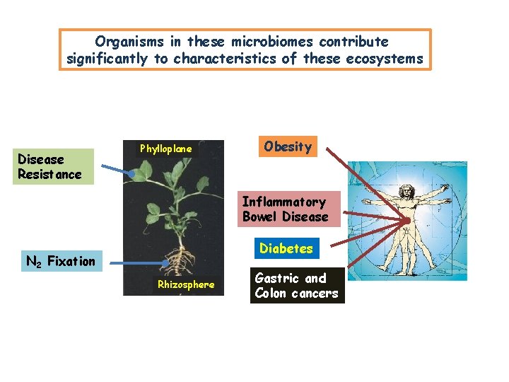Organisms in these microbiomes contribute significantly to characteristics of these ecosystems Disease Resistance Phylloplane Organisms in these microbiomes contribute significantly to characteristics of these ecosystems Disease Resistance Phylloplane
