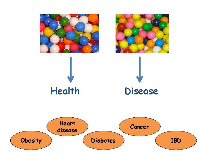 Health Disease Heart disease Obesity Cancer Diabetes IBD Health Disease Heart disease Obesity Cancer Diabetes IBD