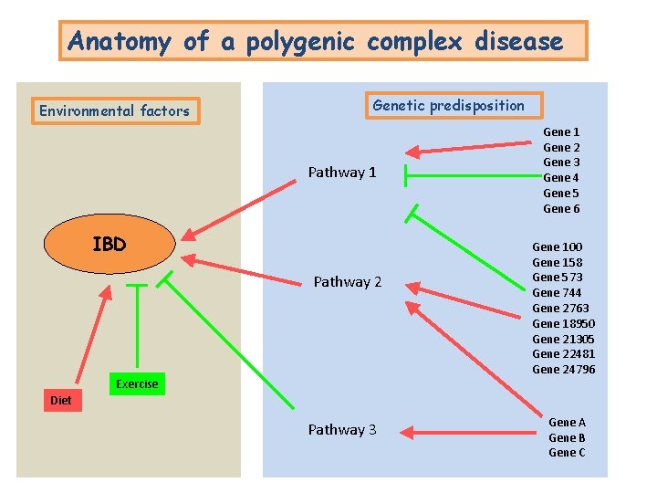 Anatomy of a polygenic complex disease Environmental factors Genetic predisposition Pathway 1 IBD Pathway Anatomy of a polygenic complex disease Environmental factors Genetic predisposition Pathway 1 IBD Pathway