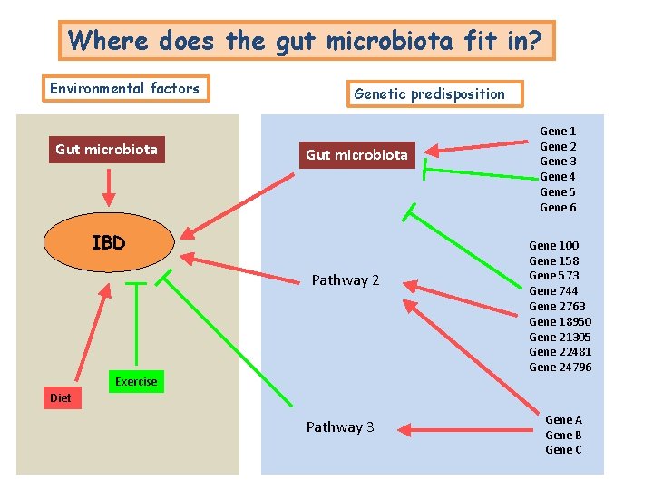 Where does the gut microbiota fit in? Environmental factors Gut microbiota Genetic predisposition Gut Where does the gut microbiota fit in? Environmental factors Gut microbiota Genetic predisposition Gut