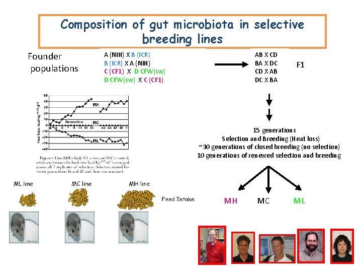 Composition of gut microbiota in selective breeding lines Founder populations A (NIH) X B Composition of gut microbiota in selective breeding lines Founder populations A (NIH) X B