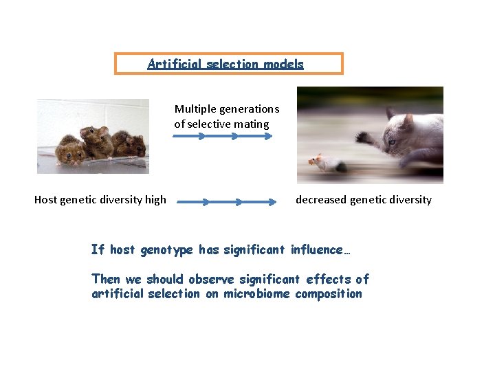 Artificial selection models Multiple generations of selective mating Host genetic diversity high decreased genetic Artificial selection models Multiple generations of selective mating Host genetic diversity high decreased genetic