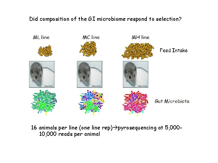 Did composition of the GI microbiome respond to selection? 16 animals per line (one Did composition of the GI microbiome respond to selection? 16 animals per line (one