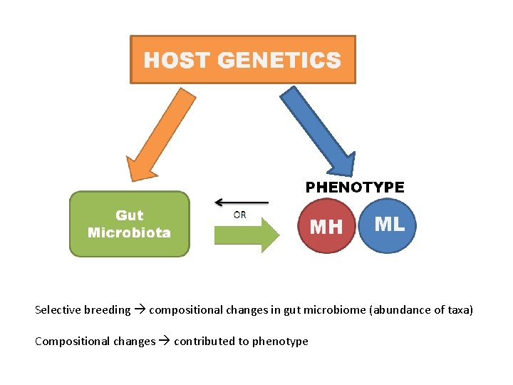 Selective breeding compositional changes in gut microbiome (abundance of taxa) Compositional changes contributed to Selective breeding compositional changes in gut microbiome (abundance of taxa) Compositional changes contributed to