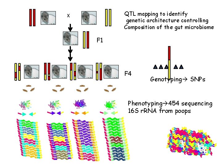 QTL mapping to identify genetic architecture controlling Composition of the gut microbiome X F QTL mapping to identify genetic architecture controlling Composition of the gut microbiome X F