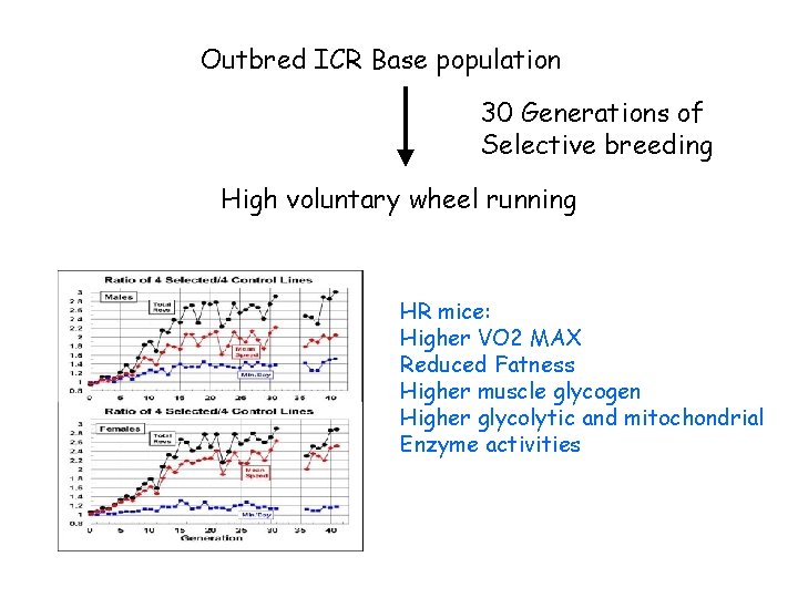 Outbred ICR Base population 30 Generations of Selective breeding High voluntary wheel running HR Outbred ICR Base population 30 Generations of Selective breeding High voluntary wheel running HR