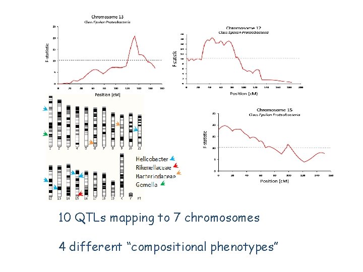 QTLs mapped from 200 animals of the F 4 cross 10 QTLs mapping to QTLs mapped from 200 animals of the F 4 cross 10 QTLs mapping to