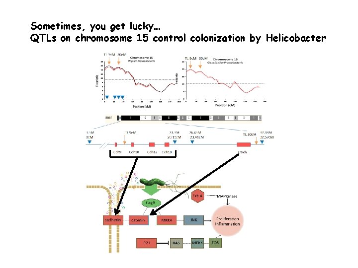 Sometimes, you get lucky… QTLs on chromosome 15 control colonization by Helicobacter Sometimes, you get lucky… QTLs on chromosome 15 control colonization by Helicobacter