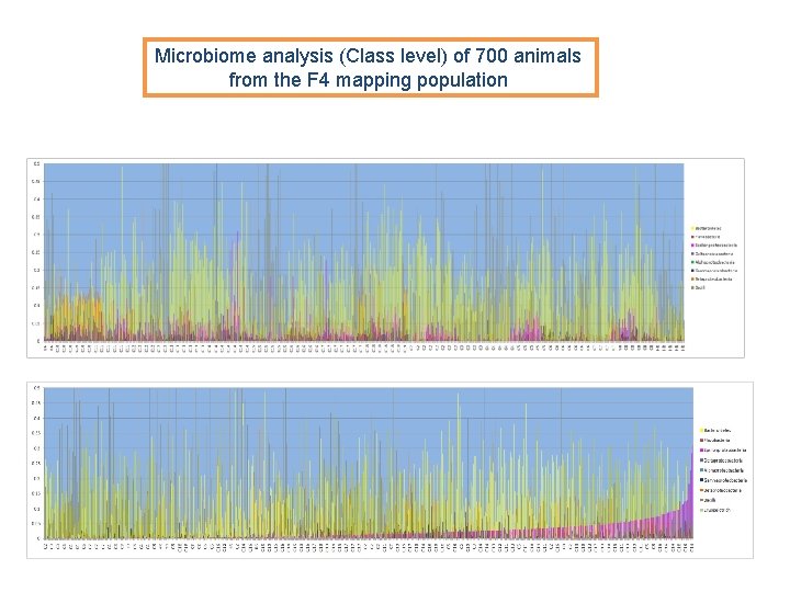 Microbiome analysis (Class level) of 700 animals from the F 4 mapping population Microbiome analysis (Class level) of 700 animals from the F 4 mapping population