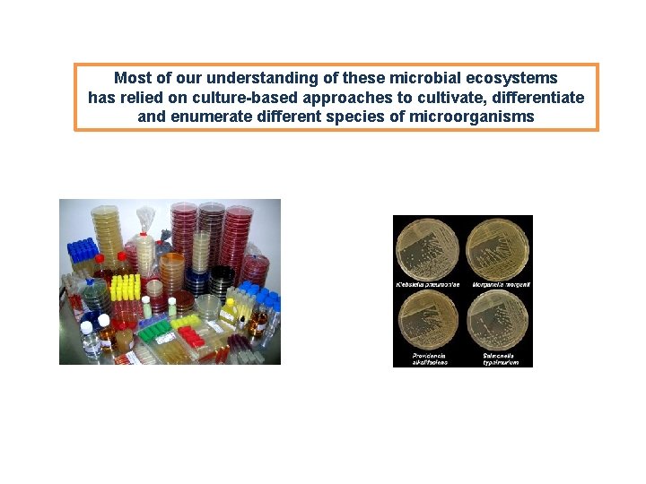 Most of our understanding of these microbial ecosystems has relied on culture-based approaches to Most of our understanding of these microbial ecosystems has relied on culture-based approaches to