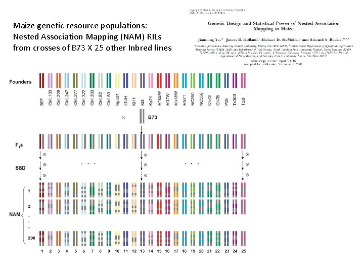 Maize genetic resource populations: Nested Association Mapping (NAM) RILs from crosses of B 73 Maize genetic resource populations: Nested Association Mapping (NAM) RILs from crosses of B 73