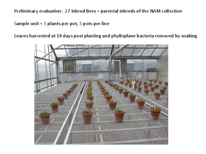 Preliminary evaluation: 27 Inbred lines = parental inbreds of the NAM collection Sample unit Preliminary evaluation: 27 Inbred lines = parental inbreds of the NAM collection Sample unit