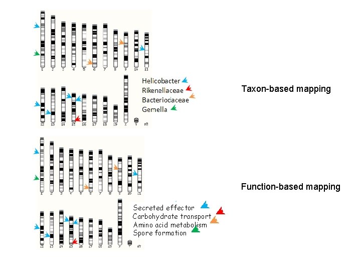 Taxon-based mapping Function-based mapping Secreted effector Carbohydrate transport Amino acid metabolism Spore formation Taxon-based mapping Function-based mapping Secreted effector Carbohydrate transport Amino acid metabolism Spore formation