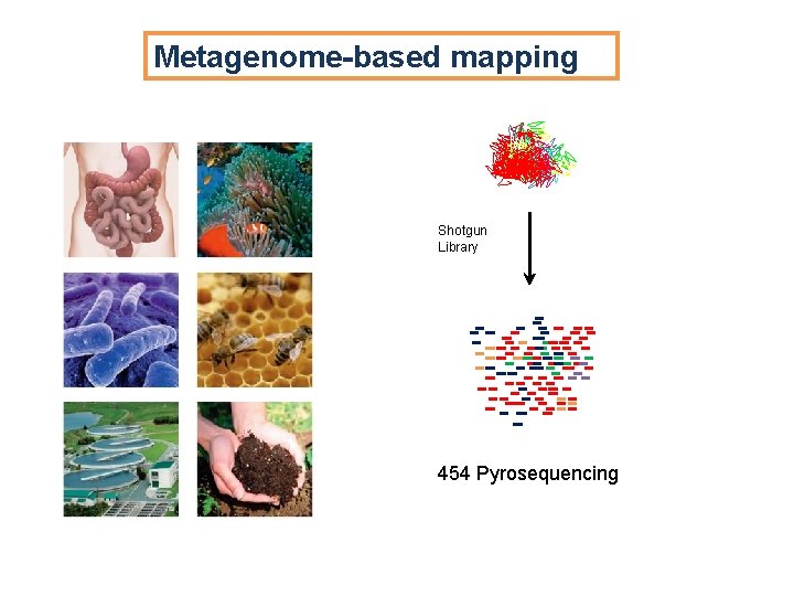 Metagenome-based mapping Shotgun Library 454 Pyrosequencing Metagenome-based mapping Shotgun Library 454 Pyrosequencing