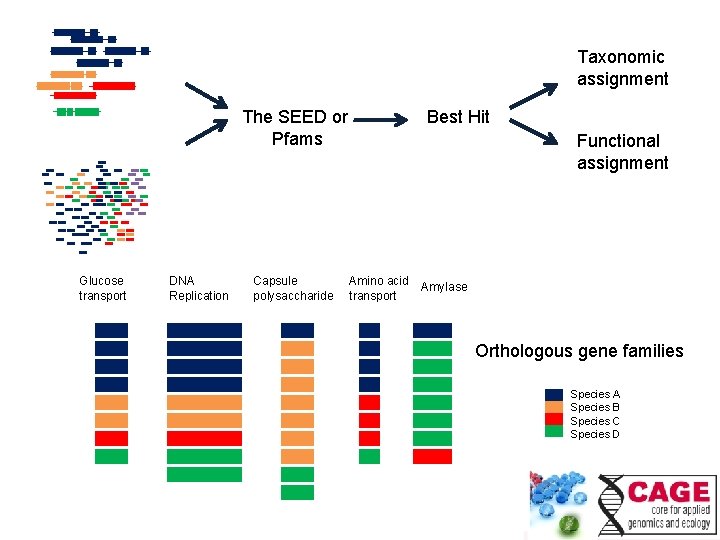 Taxonomic assignment The SEED or Pfams Glucose transport DNA Replication Capsule polysaccharide Best Hit Taxonomic assignment The SEED or Pfams Glucose transport DNA Replication Capsule polysaccharide Best Hit