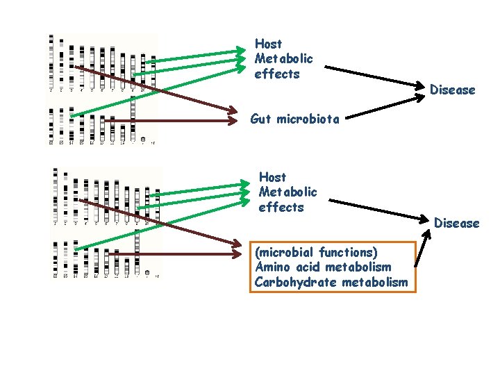 Host Metabolic effects Disease Gut microbiota Host Metabolic effects (microbial functions) Amino acid metabolism Host Metabolic effects Disease Gut microbiota Host Metabolic effects (microbial functions) Amino acid metabolism