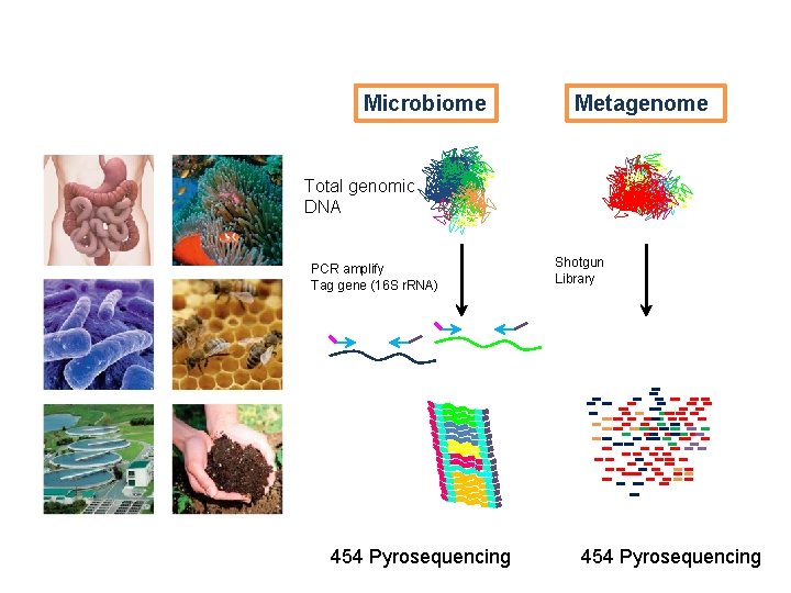 Microbiome Metagenome Total genomic DNA PCR amplify Tag gene (16 S r. RNA) 454 Microbiome Metagenome Total genomic DNA PCR amplify Tag gene (16 S r. RNA) 454