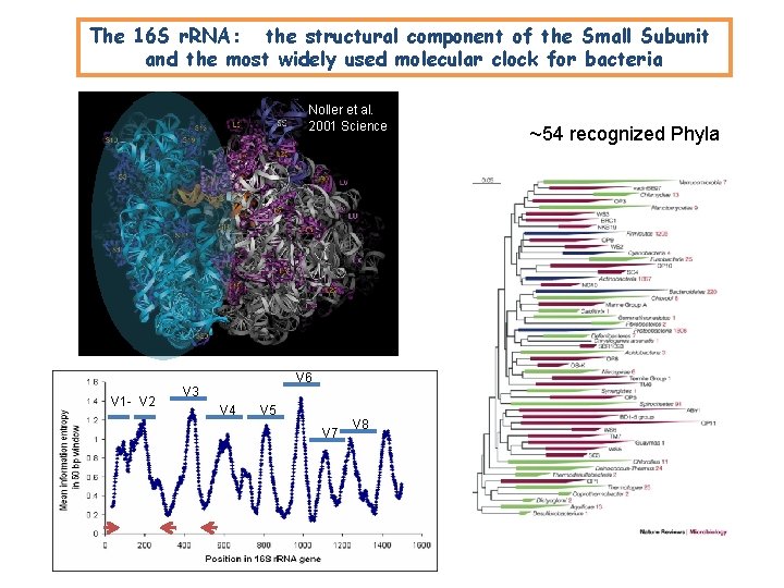 The 16 S r. RNA: the structural component of the Small Subunit and the The 16 S r. RNA: the structural component of the Small Subunit and the