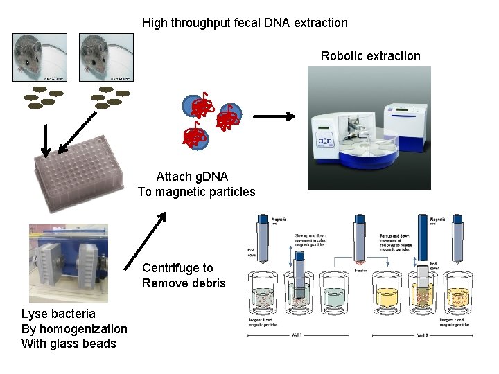 High throughput fecal DNA extraction Robotic extraction Attach g. DNA To magnetic particles Centrifuge High throughput fecal DNA extraction Robotic extraction Attach g. DNA To magnetic particles Centrifuge