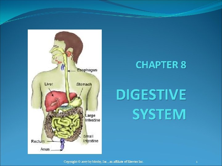 CHAPTER 8 DIGESTIVE SYSTEM Copyright © 2007 by Mosby, Inc. , an affiliate of