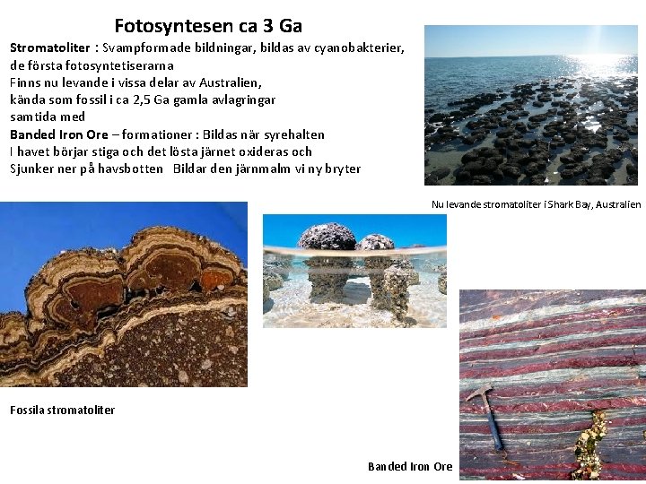 Fotosyntesen ca 3 Ga Stromatoliter : Svampformade bildningar, bildas av cyanobakterier, de första fotosyntetiserarna Fotosyntesen ca 3 Ga Stromatoliter : Svampformade bildningar, bildas av cyanobakterier, de första fotosyntetiserarna