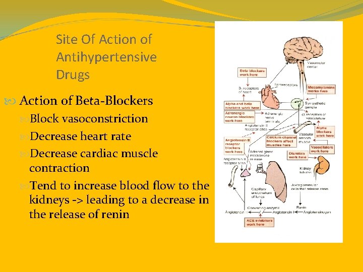 Site Of Action of Antihypertensive Drugs Action of Beta-Blockers Block vasoconstriction Decrease heart rate