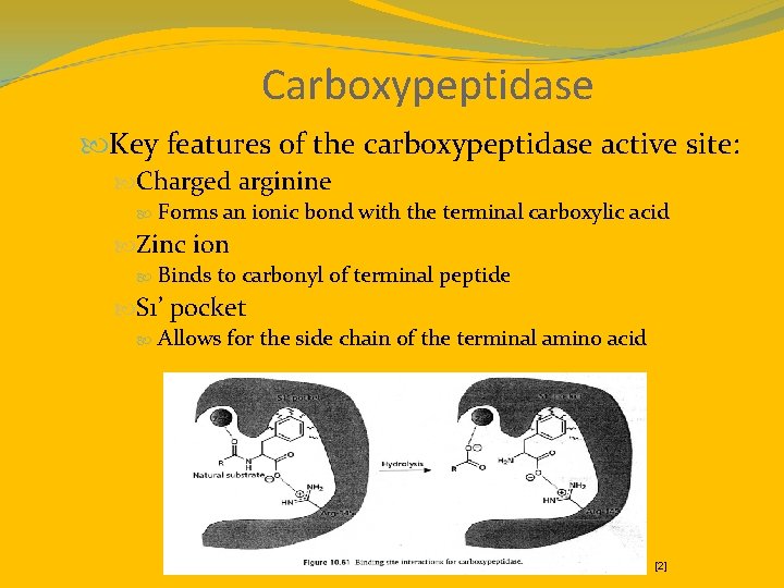 Carboxypeptidase Key features of the carboxypeptidase active site: Charged arginine Forms an ionic bond
