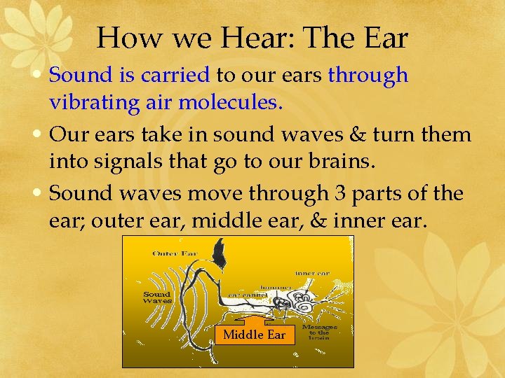 How we Hear: The Ear • Sound is carried to our ears through vibrating