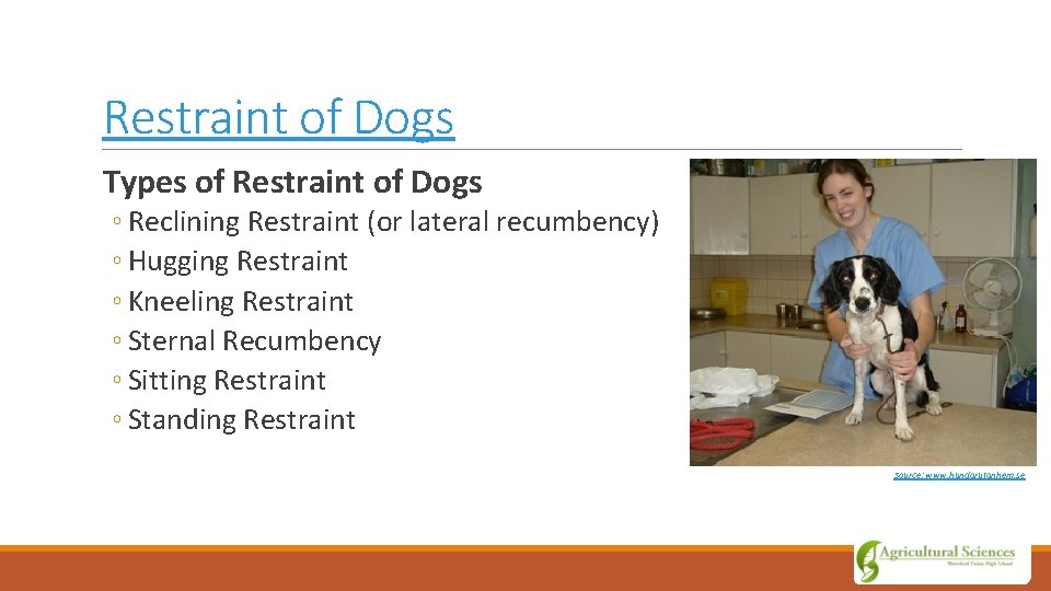 Restraint of Dogs Types of Restraint of Dogs ◦ Reclining Restraint (or lateral recumbency)