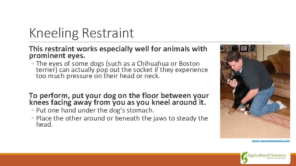 Kneeling Restraint This restraint works especially well for animals with prominent eyes. ◦ The